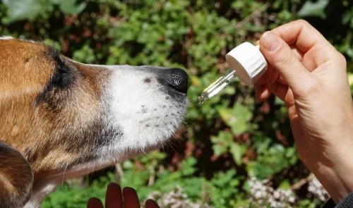 perro y gotero homeopatia