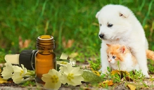 perro y gato natural